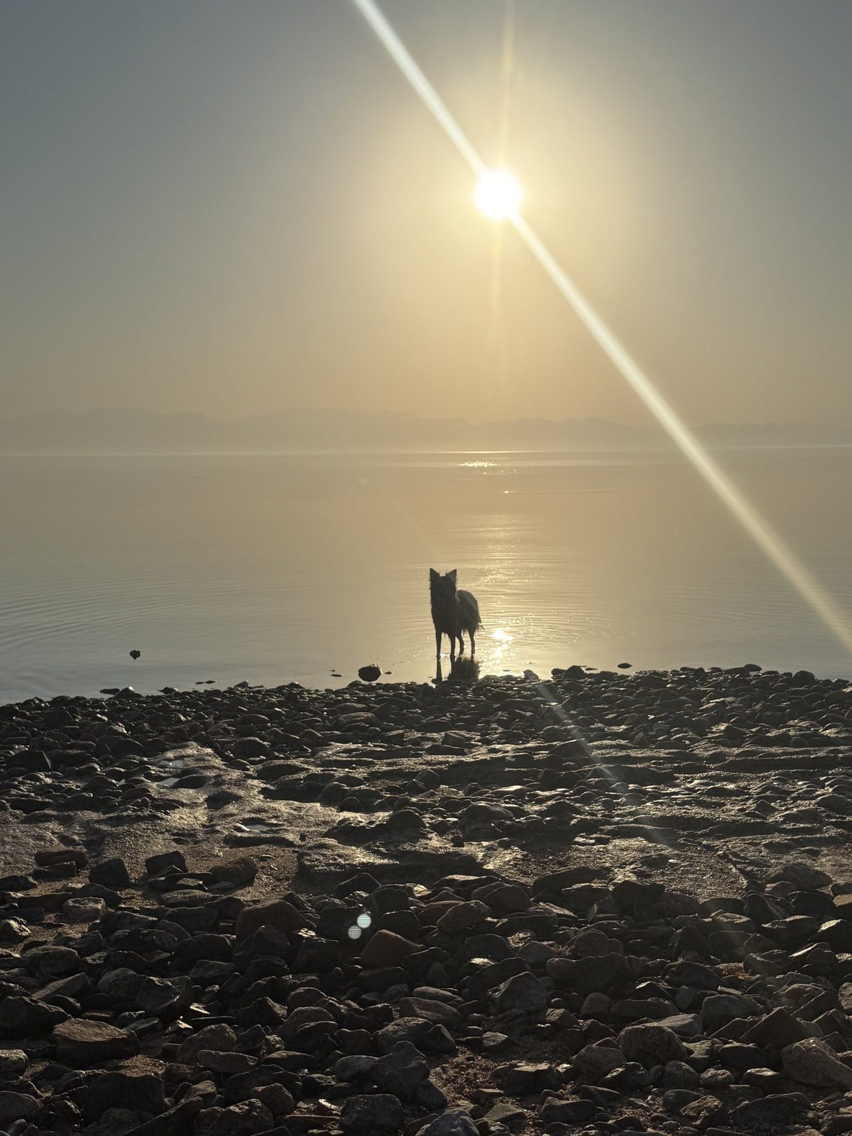 A dog standing at the water&rsquo;s edge on a pebbled shore as the sun rises